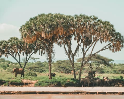 Safari "Samburu, Mount Kenya & Naivasha"