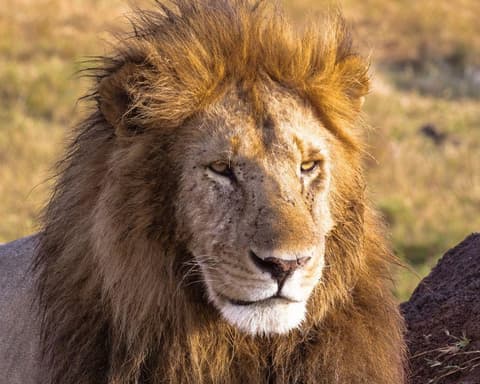 EXPLORE KENYA Sulle Orme dei Grandi Mammiferi