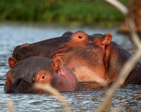 Safari "Samburu, Mount Kenya & Naivasha"