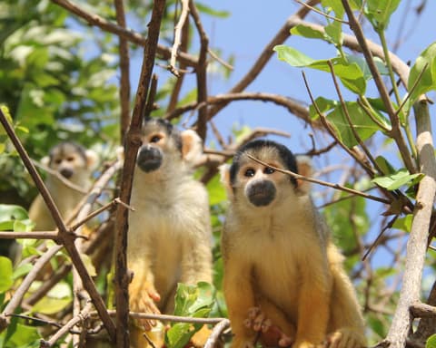 Pampas de Yacuma, paquete 3 días 2 noches