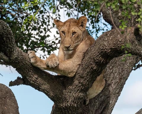Flugsafari "Serengeti, Ngorongoro und Lake Manyara"