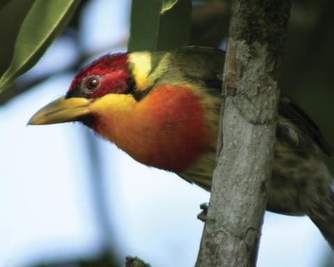 SELVA Y NATURALEZA EN ALBERGUE AMAZONICO| 3D-2N