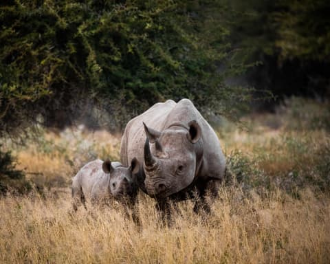 Safari "Entdeckung der Wildnis"
