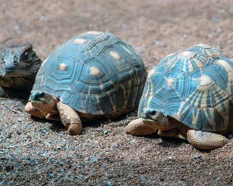 Private Kurztour "Vom Schildkrötenstrand ins Wüstencamp"