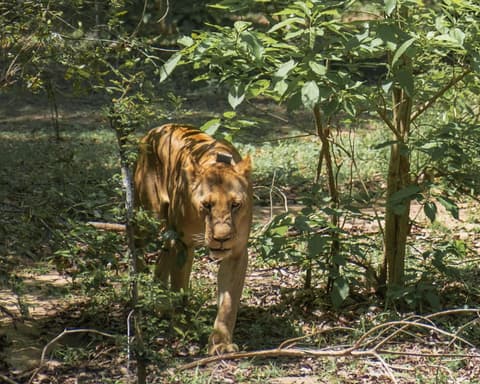 Safari "Selous Wildreservat" (ab/bis Sansibar)