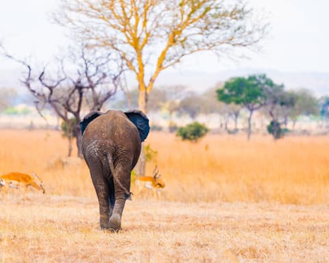 Safari "Mikumi & Ruaha Nationalparks"