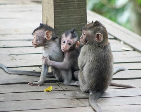 Privatrundreise "Balis Highlights komplett"