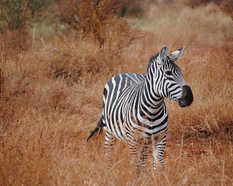 Severin Tsavo Safari