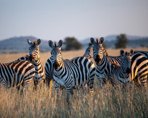 Safari "Selous Wildreservat" (ab/bis Sansibar)