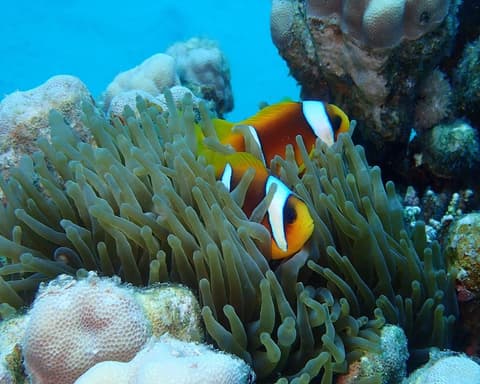 Séjour au Concorde El Salam Sharm El Sheikh Front Hotel 5*