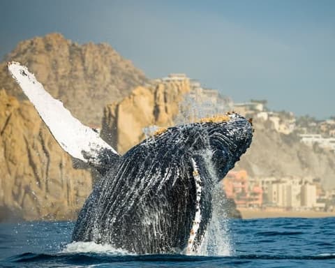 Barranca del Cobre y Ballenas