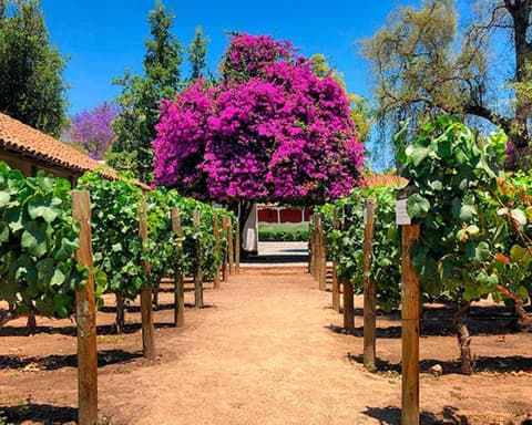 CL Pack Vino Elemental