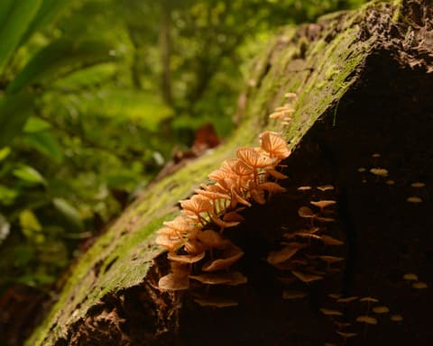 Kurztour "Mulu Nationalpark"