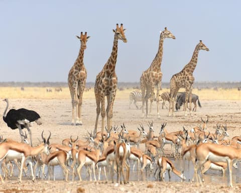 EXPLORE Namibia, Tra Due Deserti