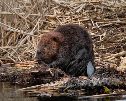 EXPLORE CITY Autunno a Montreal