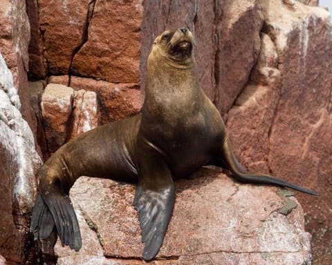 Paracas with overnight Paracas 03 Days - 02 Nights (Foreigners)