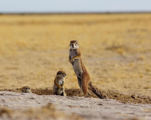 Safari "Höhepunkte Namibia"