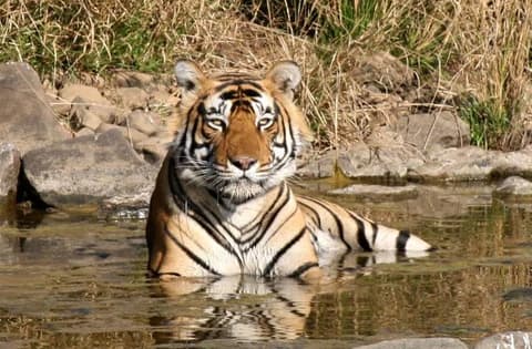 Rundreise "Buntes Rajasthan" 