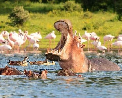 Safari no Quénia + Praia