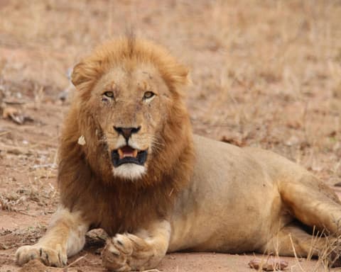 Safari "Kruger Nationalpark mit Panorama Route"