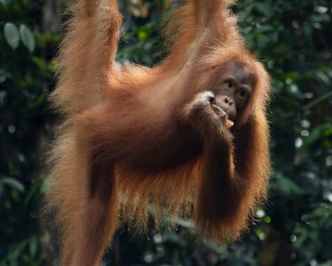 Private Kurztour "Orang Utans auf Sumatra"