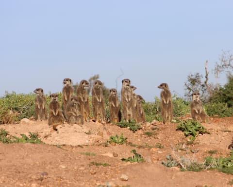 Kurztour "Klein Karoo und Garden Route"
