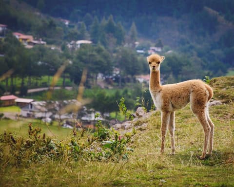National Holidays Magical Cajamarca 4D/3N (Peruvians)