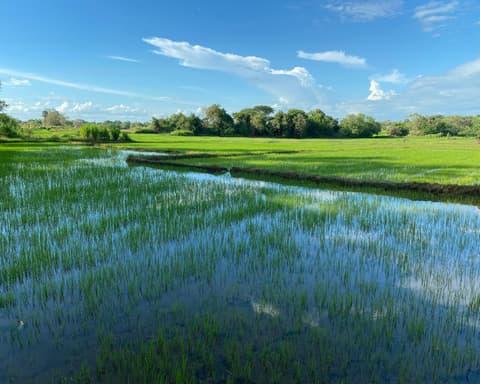 Privatrundreise "Einmaliges Sri Lanka" (ab/bis Colombo)