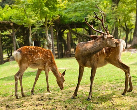 EXPLORE GIAPPONE I Colori della Primavera