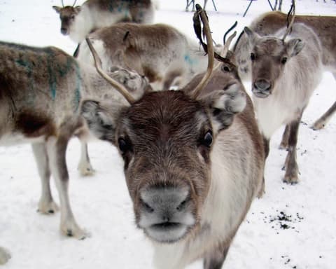 Kurztour "Nordlichterzauber am Polarkreis"