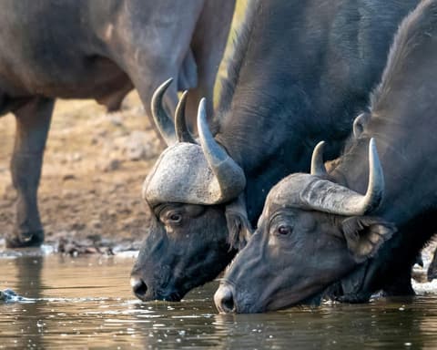 Rundreise "Garden Route" inkl. Safari