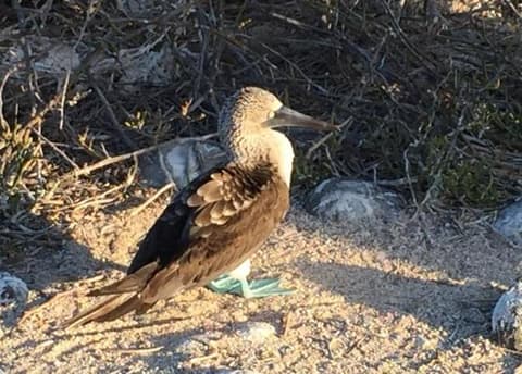 Standortrundreise "Galapagos Island Discovering" (ab/bis Santa Cruz)