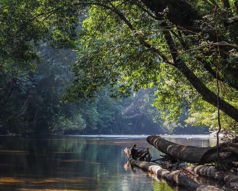 Kurztour "3 Tage Taman Negara"