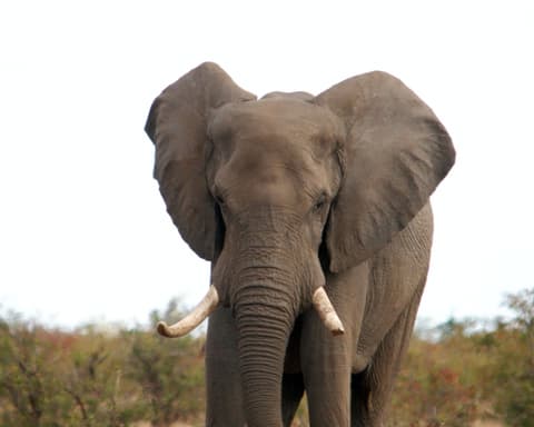 Safari "Entdeckung der Wildnis"