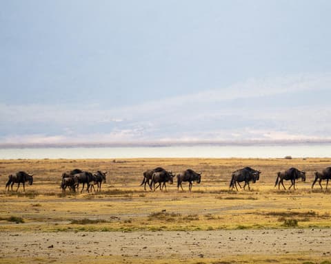 Safari "Ngorongoro & Tarangire"