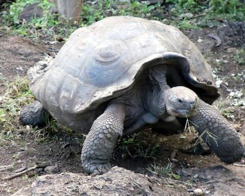 Standort-Gruppenrundreise "Naturparadies Galápagos"