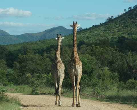 Safari "Kruger Nationalpark mit Panorama Route"