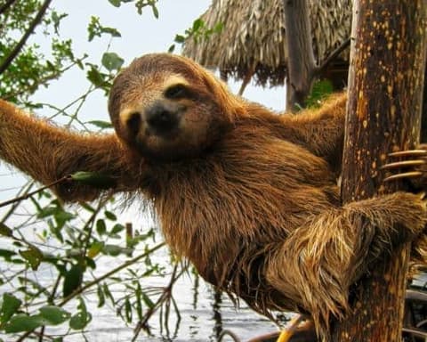 Costa Rica y Panamá (Parte Costa Rica)