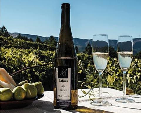 Alojamento Gratuito na Rota do Dão