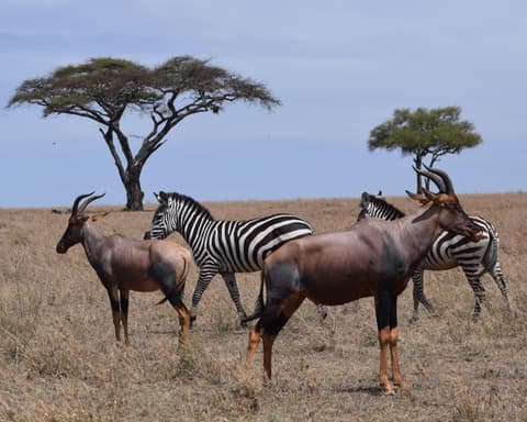 Safari "Serengeti Nationalpark" (ab Arusha bis Sansibar)