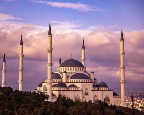 Orquídea de Turquía 