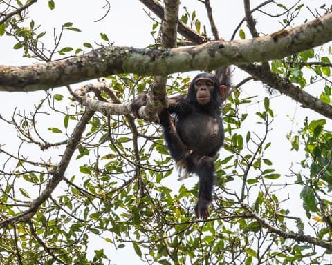 Uganda - Aventura de Safari de Primates 