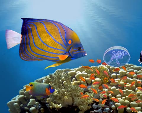 Hermosa Sharm & El Cairo