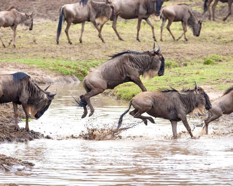 Luna de miel en Kenia y Tanzania
