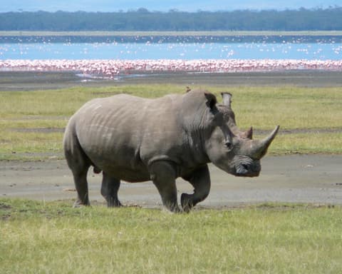 Increíble Kenia (Tented Camp) - Privado