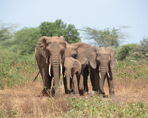 Imprescindibles de Tanzania