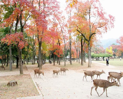 Tentaciones de Japón 