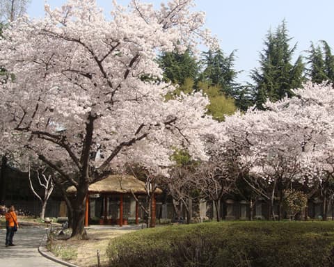 Luna de miel en Corea y Phuket