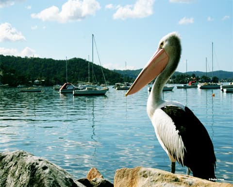 Capitales Australianas