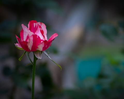 GUATEMALA Y HONDURAS 2025